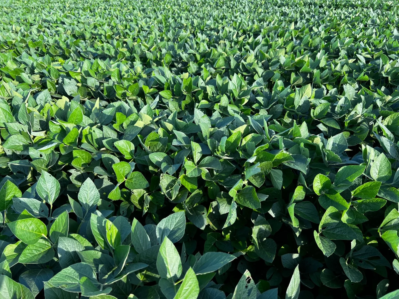 Lush green soybean plants in an American farm field