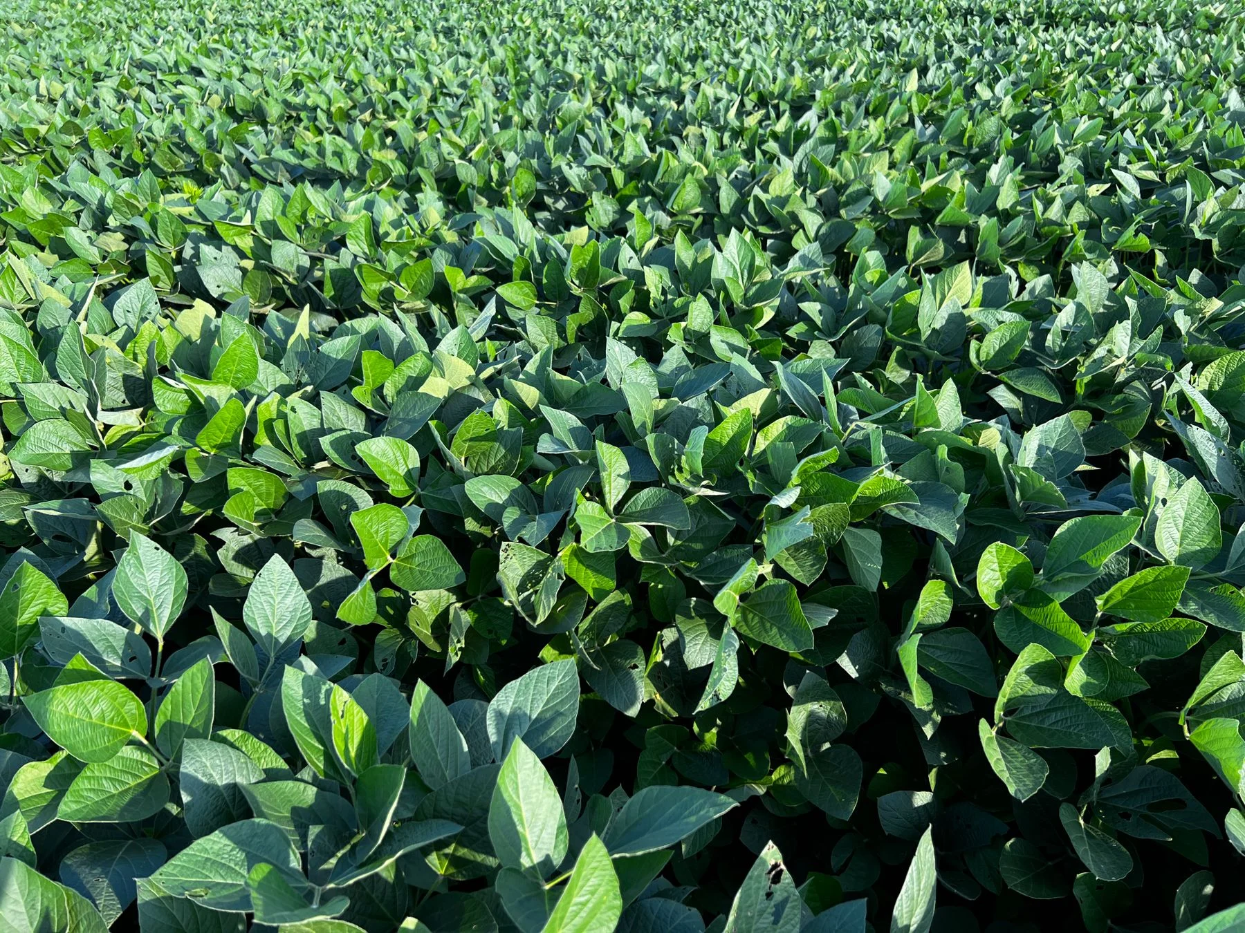 Before the fridge, a field.
