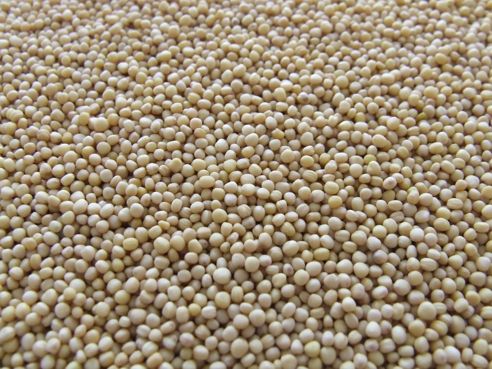Dry pale soybeans in a close-up texture