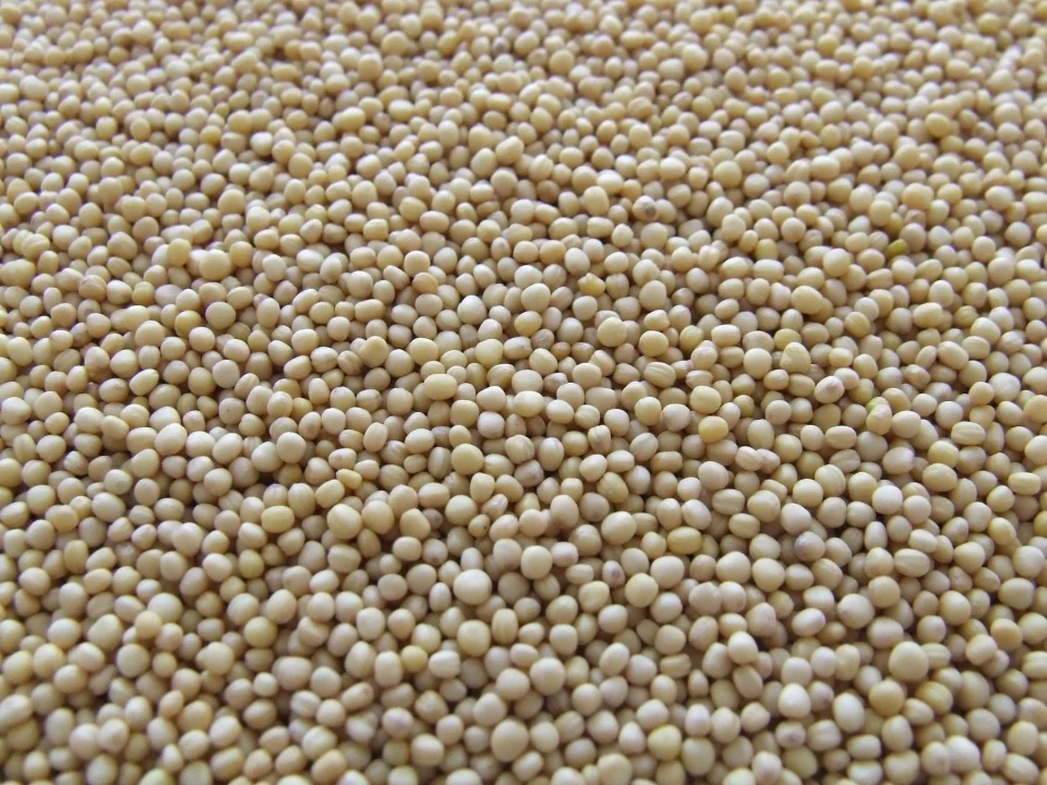 Dry pale soybeans in a close-up texture
